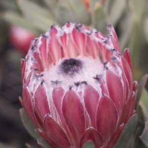 Australis® Pink