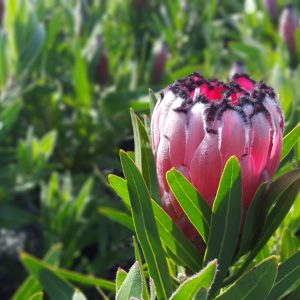 Australis® Ruby