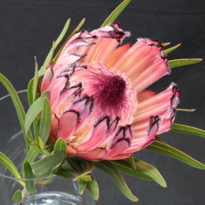 Ayoba® Lady Klara