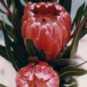 Ayoba® Pinky