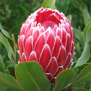 Cerise