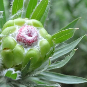 Coronata