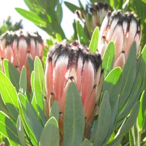Laurifolia