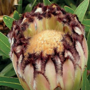 Lepidocarpodendron