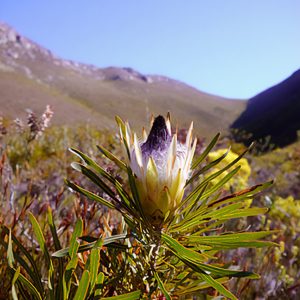 Longifolia