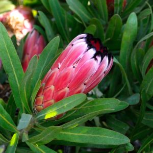 Neriifolia
