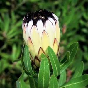 Neriifolia Cream