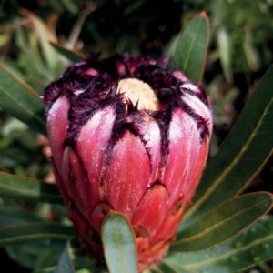 Neriifolia Pink