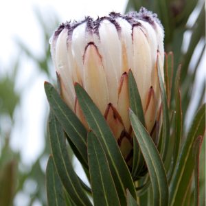 Neriifolia White