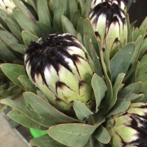 Niobe