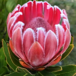 Pink Lady