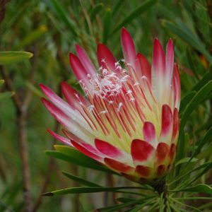 Repens