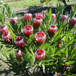 Tasman Ruby