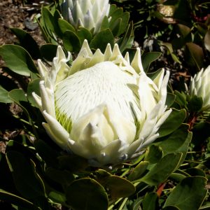 White King