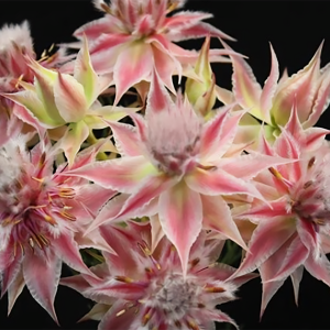 Ayoba® Evening Star