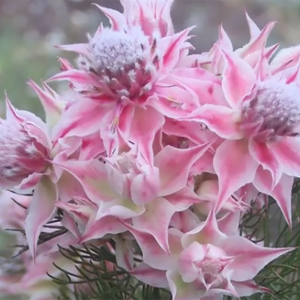 Ayoba® Morning Star