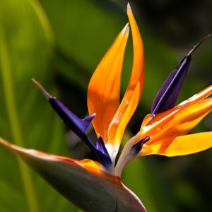 Juncea