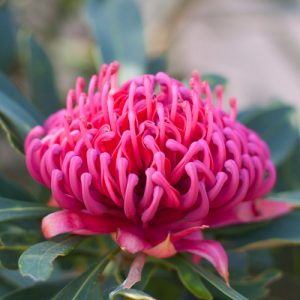 Enchanted® Pink