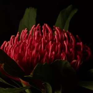 Mallee Boy MMEA®