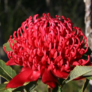Speciosissima