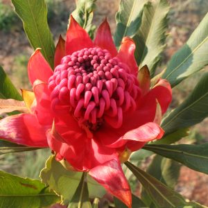 Waratah