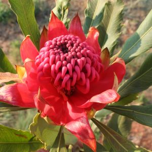 Waratah